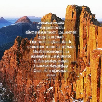 Picture 04 - எரேமியா 12:13 TAMIRV - கோதுமையை - Bible Verse Picture