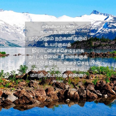 Picture 04 - எரேமியா 2:21 TAMIRV - நான் உன்னை - Bible Verse Picture