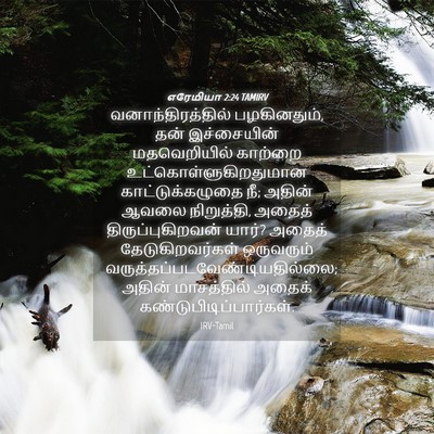 Picture 04 - எரேமியா 2:24 TAMIRV - வனாந்திரத்தில் - Bible Verse Picture