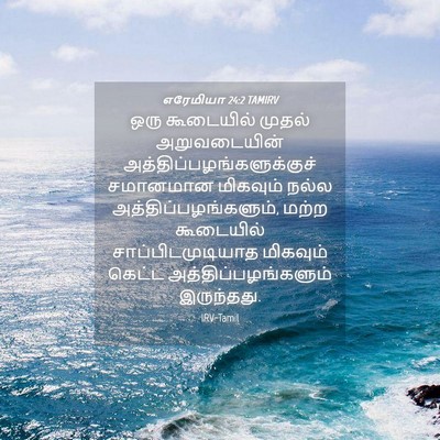 Picture 04 - எரேமியா 24:2 TAMIRV - ஒரு கூடையில் - Bible Verse Picture