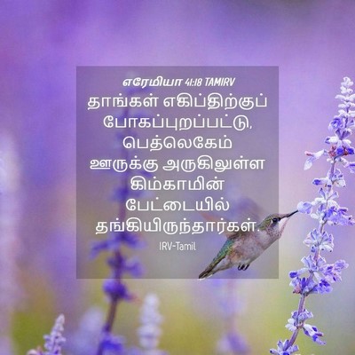 Picture 04 - எரேமியா 41:18 TAMIRV - தாங்கள் - Bible Verse Picture
