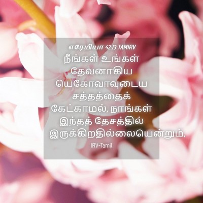 Picture 04 - எரேமியா 42:13 TAMIRV - நீங்கள் உங்கள் - Bible Verse Picture