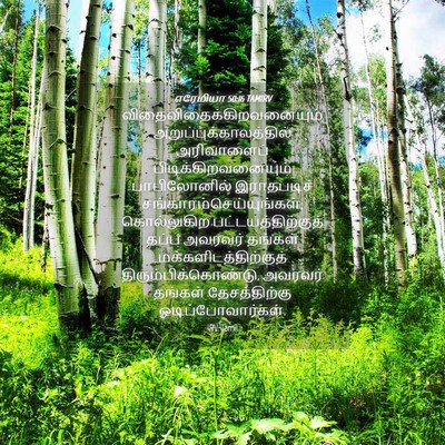 Picture 04 - எரேமியா 50:16 TAMIRV -  - Bible Verse Picture