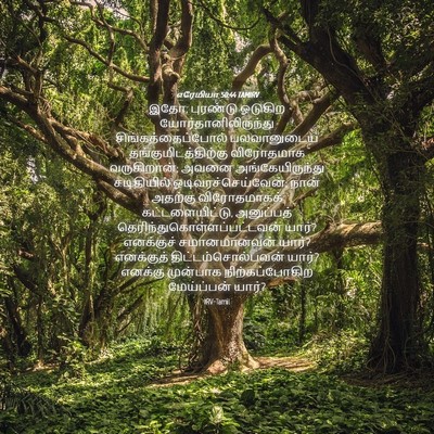 Picture 04 - எரேமியா 50:44 TAMIRV - இதோ, புரண்டு - Bible Verse Picture