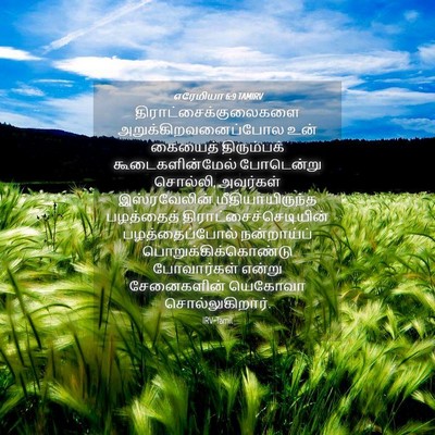 Picture 04 - எரேமியா 6:9 TAMIRV -  - Bible Verse Picture
