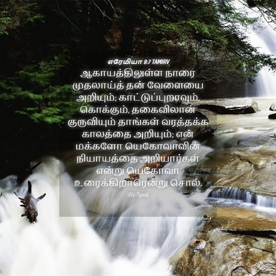 Picture 04 - எரேமியா 8:7 TAMIRV - ஆகாயத்திலுள்ள - Bible Verse Picture