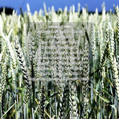 Picture 04 - எஸ்றா 7:7 TAMIRV - அவனுடன் இஸ்ரவேல் - Bible Verse Picture