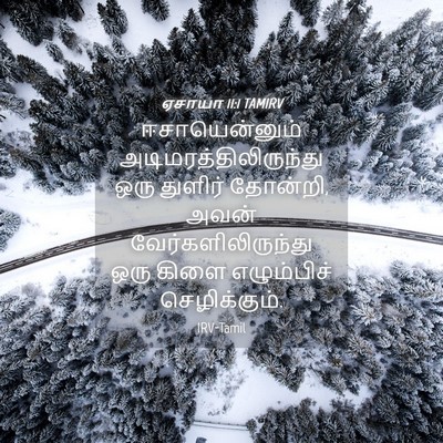 Picture 04 - ஏசாயா 11:1 TAMIRV - ஈசாயென்னும் - Bible Verse Picture