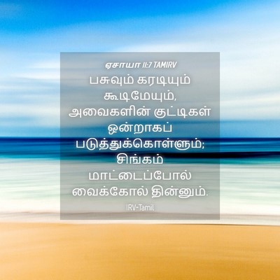 Picture 04 - ஏசாயா 11:7 TAMIRV - பசுவும் கரடியும் - Bible Verse Picture