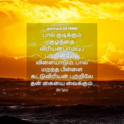 Picture 04 - ஏசாயா 11:8 TAMIRV - பால் குடிக்கும் - Bible Verse Picture