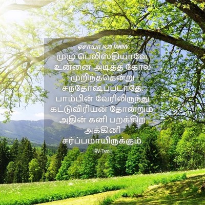 Picture 04 - ஏசாயா 14:29 TAMIRV - முழு - Bible Verse Picture