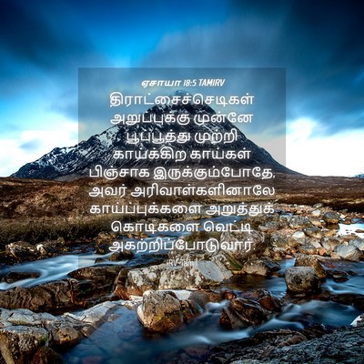 Picture 04 - ஏசாயா 18:5 TAMIRV -  - Bible Verse Picture