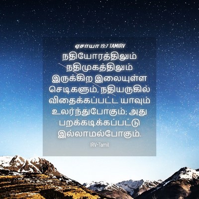 Picture 04 - ஏசாயா 19:7 TAMIRV - நதியோரத்திலும் - Bible Verse Picture