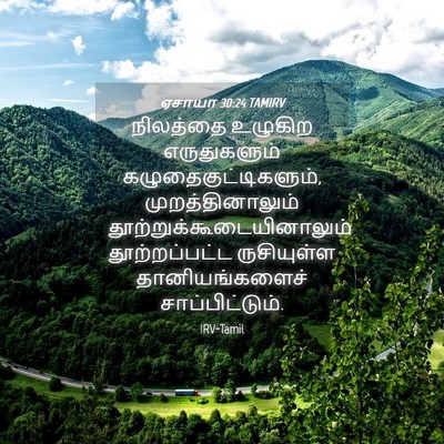Picture 04 - ஏசாயா 30:24 TAMIRV - நிலத்தை உழுகிற - Bible Verse Picture