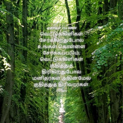 Picture 04 - ஏசாயா 33:4 TAMIRV - வெட்டுக்கிளிகள் - Bible Verse Picture