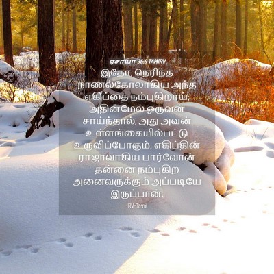 Picture 04 - ஏசாயா 36:6 TAMIRV - இதோ, நெரிந்த - Bible Verse Picture