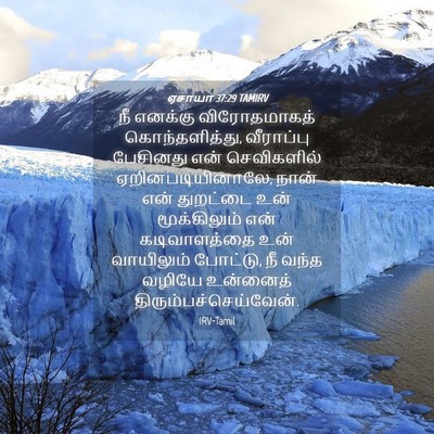 Picture 04 - ஏசாயா 37:29 TAMIRV - நீ எனக்கு - Bible Verse Picture