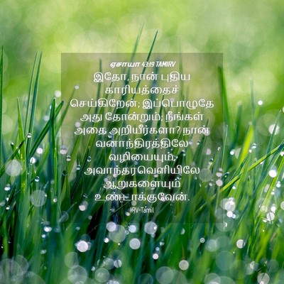 Picture 04 - ஏசாயா 43:19 TAMIRV - இதோ, நான் புதிய - Bible Verse Picture