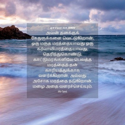 Picture 04 - ஏசாயா 44:14 TAMIRV - அவன் தனக்குக் - Bible Verse Picture