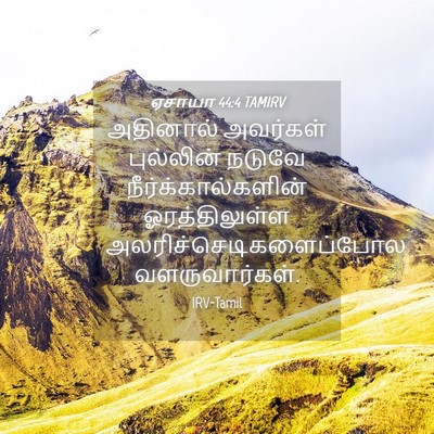 Picture 04 - ஏசாயா 44:4 TAMIRV - அதினால் அவர்கள் - Bible Verse Picture