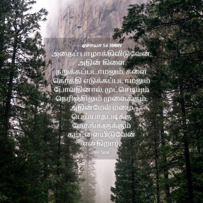 Picture 04 - ஏசாயா 5:6 TAMIRV - அதைப் - Bible Verse Picture