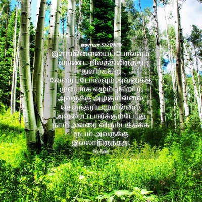 Picture 04 - ஏசாயா 53:2 TAMIRV -  - Bible Verse Picture