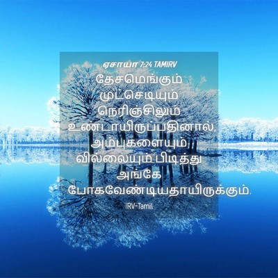 Picture 04 - ஏசாயா 7:24 TAMIRV - தேசமெங்கும் - Bible Verse Picture