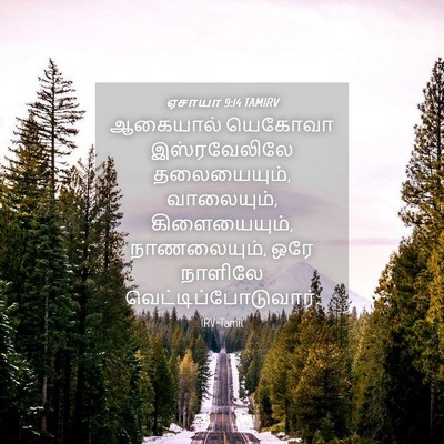 Picture 04 - ஏசாயா 9:14 TAMIRV - ஆகையால் யெகோவா - Bible Verse Picture