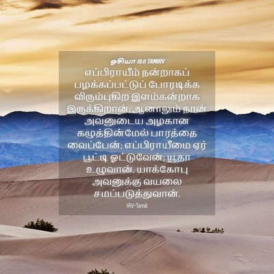 Picture 04 - ஓசியா 10:11 TAMIRV - எப்பிராயீம் - Bible Verse Picture