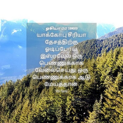Picture 04 - ஓசியா 12:12 TAMIRV - யாக்கோபு சீரியா - Bible Verse Picture