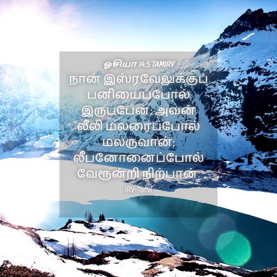 Picture 04 - ஓசியா 14:5 TAMIRV - நான் - Bible Verse Picture