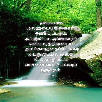 Picture 04 - ஓசியா 14:6 TAMIRV - அவனுடைய கிளைகள் - Bible Verse Picture