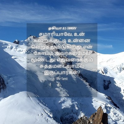 Picture 04 - ஓசியா 8:5 TAMIRV - சமாரியாவே, உன் - Bible Verse Picture