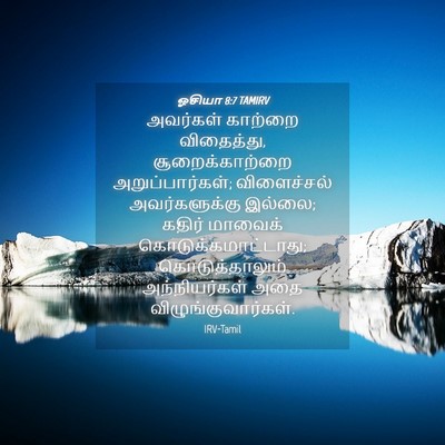 Picture 04 - ஓசியா 8:7 TAMIRV - அவர்கள் காற்றை - Bible Verse Picture