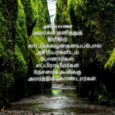 Picture 04 - ஓசியா 8:9 TAMIRV - அவர்கள் தனித்துத் - Bible Verse Picture