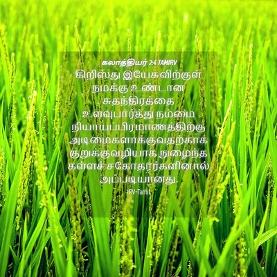 Picture 04 - கலாத்தியர் 2:4 TAMIRV - கிறிஸ்து - Bible Verse Picture