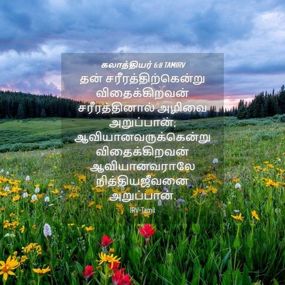 Picture 04 - கலாத்தியர் 6:8 TAMIRV - தன் - Bible Verse Picture