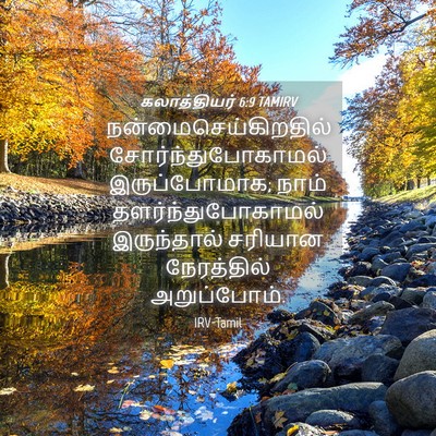 Picture 04 - கலாத்தியர் 6:9 TAMIRV - நன்மைசெய்கிறதில் - Bible Verse Picture