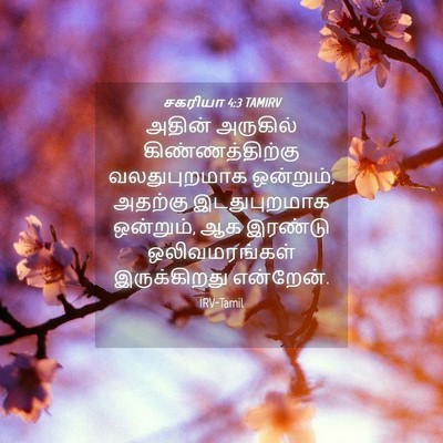 Picture 04 - சகரியா 4:3 TAMIRV - அதின் அருகில் - Bible Verse Picture