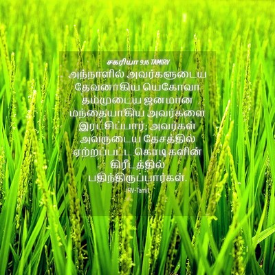 Picture 04 - சகரியா 9:16 TAMIRV - அந்நாளில் - Bible Verse Picture