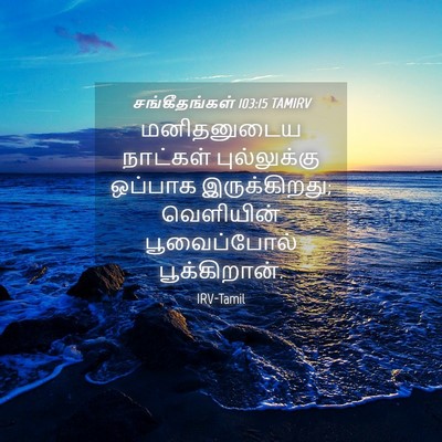 Picture 04 - சங்கீதங்கள் 103:15 TAMIRV - மனிதனுடைய நாட்கள் - Bible Verse Picture