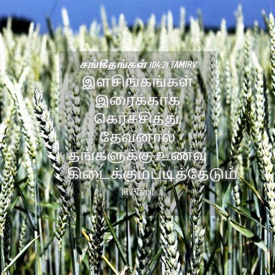 Picture 04 - சங்கீதங்கள் 104:21 TAMIRV - இளசிங்கங்கள் - Bible Verse Picture