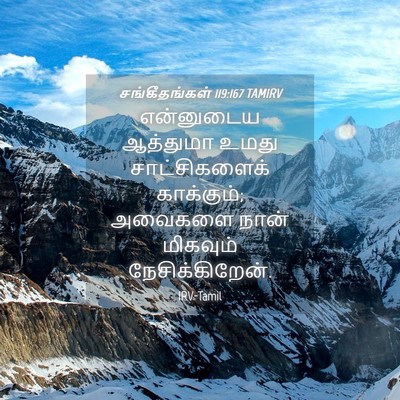 Picture 04 - சங்கீதங்கள் 119:167 TAMIRV - என்னுடைய ஆத்துமா - Bible Verse Picture