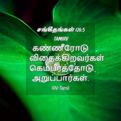 Picture 04 - சங்கீதங்கள் 126:5 TAMIRV - கண்ணீரோடு - Bible Verse Picture