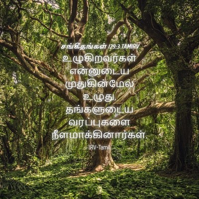 Picture 04 - சங்கீதங்கள் 129:3 TAMIRV - உழுகிறவர்கள் - Bible Verse Picture