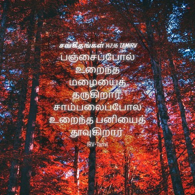 Picture 04 - சங்கீதங்கள் 147:16 TAMIRV - பஞ்சைப்போல் - Bible Verse Picture