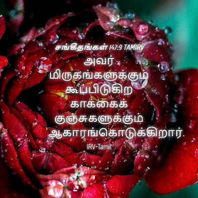 Picture 04 - சங்கீதங்கள் 147:9 TAMIRV - அவர் - Bible Verse Picture