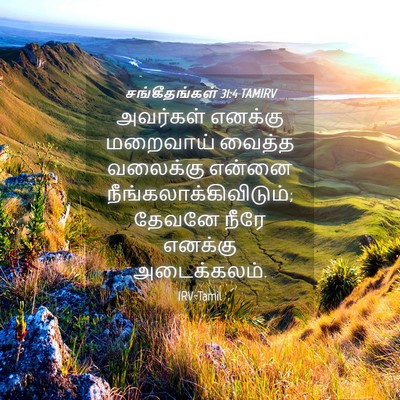 Picture 04 - சங்கீதங்கள் 31:4 TAMIRV - அவர்கள் எனக்கு - Bible Verse Picture