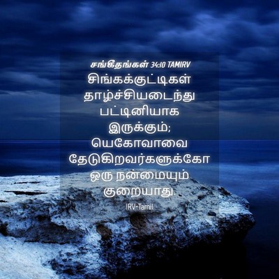 Picture 04 - சங்கீதங்கள் 34:10 TAMIRV - சிங்கக்குட்டிகள் - Bible Verse Picture