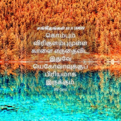 Picture 04 - சங்கீதங்கள் 69:31 TAMIRV - கொம்பும் - Bible Verse Picture